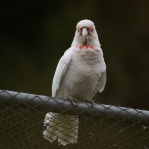 Cacatua tenuirostris at Garran, ACT - 12 Oct 2019