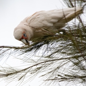 Cacatua tenuirostris at Garran, ACT - 12 Oct 2019