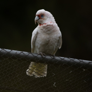 Cacatua tenuirostris at Garran, ACT - 12 Oct 2019