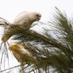 Cacatua sanguinea (Little Corella) at Garran, ACT - 11 Oct 2019 by JackyF