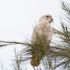 Cacatua sanguinea at Garran, ACT - 12 Oct 2019 05:22 AM