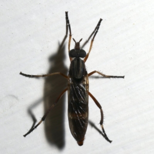 Ectinorhynchus sp. (genus) at Ainslie, ACT - 18 Sep 2019 10:17 PM