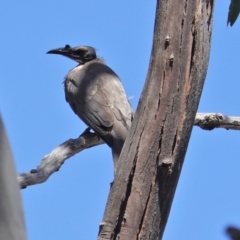 Philemon corniculatus (Noisy Friarbird) at Red Hill to Yarralumla Creek - 22 Oct 2019 by JackyF