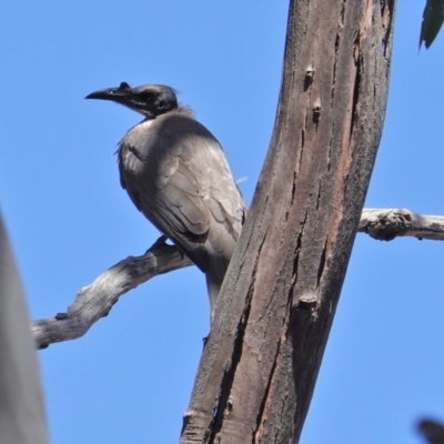 Philemon corniculatus (Noisy Friarbird) at Hughes, ACT - 22 Oct 2019 by JackyF