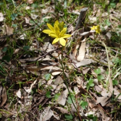 Bulbine bulbosa (Golden Lily) at Red Hill Nature Reserve - 22 Oct 2019 by JackyF