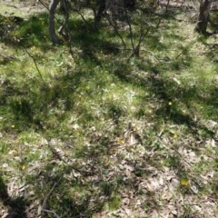 Bulbine bulbosa at Deakin, ACT - 22 Oct 2019 01:01 PM