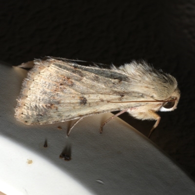 Helicoverpa armigera (Cotton bollworm, Corn earworm) at Ainslie, ACT - 18 Sep 2019 by jbromilow50