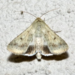 Helicoverpa armigera at Ainslie, ACT - 18 Sep 2019 09:45 PM