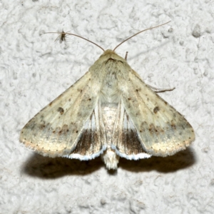 Helicoverpa armigera at Ainslie, ACT - 18 Sep 2019 09:45 PM