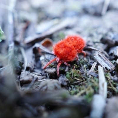 Trombidiidae (family) (Red velvet mite) at Black Mountain - 23 Oct 2019 by shoko