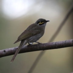 Caligavis chrysops (Yellow-faced Honeyeater) at Fyshwick, ACT - 18 Sep 2019 by jbromilow50
