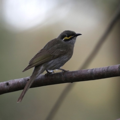 Caligavis chrysops (Yellow-faced Honeyeater) at Fyshwick, ACT - 18 Sep 2019 by jb2602