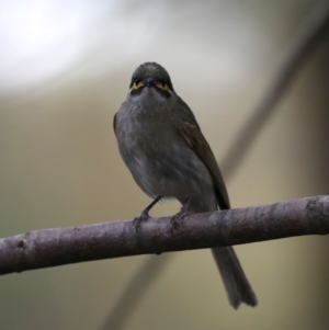 Caligavis chrysops at Fyshwick, ACT - 18 Sep 2019 03:37 PM