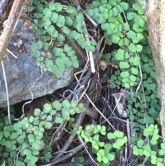 Adiantum aethiopicum (Common Maidenhair Fern) at Ginninderry Conservation Corridor - 21 Oct 2019 by JaneR