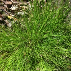 Isolepis cernua at Dunlop, ACT - 21 Oct 2019