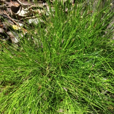 Isolepis cernua (Slender Clubrush) at Ginninderry Conservation Corridor - 21 Oct 2019 by JaneR