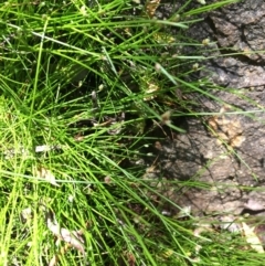 Isolepis cernua at Dunlop, ACT - 21 Oct 2019