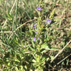 Veronica anagallis-aquatica at Dunlop, ACT - 23 Oct 2019 02:14 PM