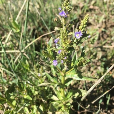 Veronica anagallis-aquatica (Blue Water Speedwell) at Ginninderry Conservation Corridor - 23 Oct 2019 by JaneR