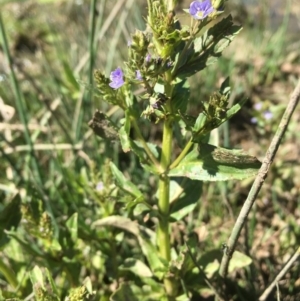 Veronica anagallis-aquatica at Dunlop, ACT - 23 Oct 2019 02:14 PM