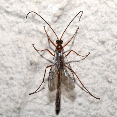 Enicospilus sp. (genus) (An ichneumon wasp) at Ainslie, ACT - 18 Sep 2019 by jb2602