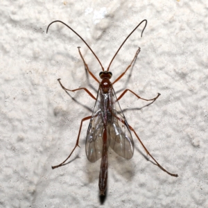 Enicospilus sp. (genus) at Ainslie, ACT - 18 Sep 2019
