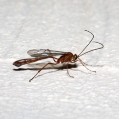 Enicospilus sp. (genus) at Ainslie, ACT - 18 Sep 2019