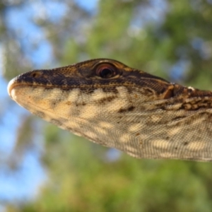 Varanus rosenbergi at Cotter River, ACT - 22 Oct 2019