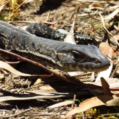 Varanus rosenbergi at Cotter River, ACT - 22 Oct 2019