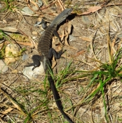 Varanus rosenbergi at Cotter River, ACT - 22 Oct 2019