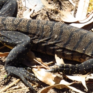 Varanus rosenbergi at Cotter River, ACT - 22 Oct 2019