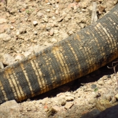 Varanus rosenbergi (Heath or Rosenberg's Monitor) at Lower Cotter Catchment - 22 Oct 2019 by Jek