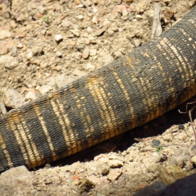 Varanus rosenbergi (Heath or Rosenberg's Monitor) at Lower Cotter Catchment - 22 Oct 2019 by Jek