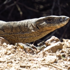 Varanus rosenbergi at Cotter River, ACT - suppressed