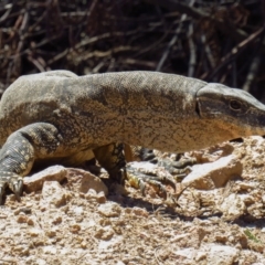 Varanus rosenbergi at Cotter River, ACT - 22 Oct 2019