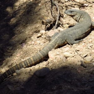 Varanus rosenbergi at Cotter River, ACT - suppressed