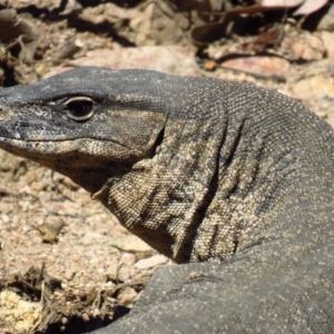 Varanus rosenbergi at Cotter River, ACT - 22 Oct 2019