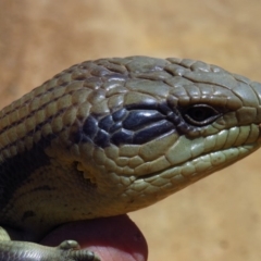 Tiliqua scincoides scincoides (Eastern Blue-tongue) at Cotter River, ACT - 23 Oct 2019 by Jek