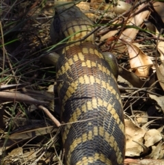 Tiliqua scincoides scincoides at Cotter River, ACT - 23 Oct 2019