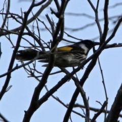 Phylidonyris niger X novaehollandiae (Hybrid) (White-cheeked X New Holland Honeyeater (Hybrid)) at Fyshwick, ACT - 23 Oct 2019 by RodDeb