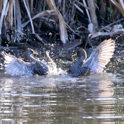 Porzana fluminea (Australian Spotted Crake) at Fyshwick, ACT - 23 Oct 2019 by RodDeb