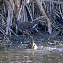 Porzana fluminea at Fyshwick, ACT - 23 Oct 2019