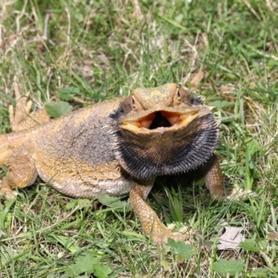 Pogona barbata (Eastern Bearded Dragon) at ANBG - 22 Oct 2019 by TimL