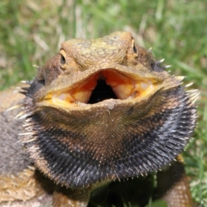 Pogona barbata at Acton, ACT - suppressed