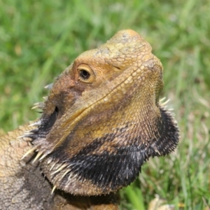 Pogona barbata at Acton, ACT - suppressed