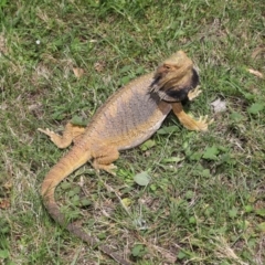 Pogona barbata at Acton, ACT - 22 Oct 2019