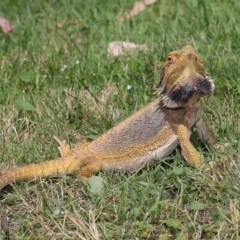 Pogona barbata at Acton, ACT - 22 Oct 2019