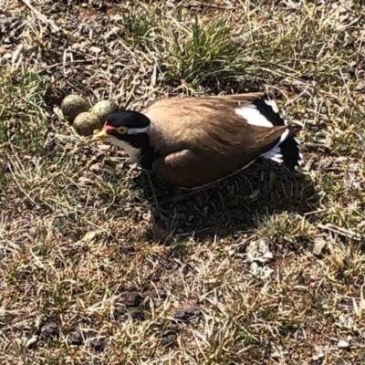 Vanellus tricolor (Banded Lapwing) at Murrumbucca, NSW - 5 Oct 2019 by Illilanga