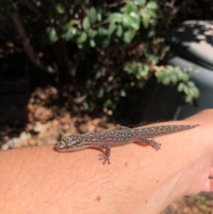 Christinus marmoratus at Red Hill, ACT - 1 Oct 2019 11:07 AM