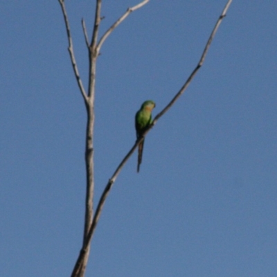 Polytelis swainsonii (Superb Parrot) at Hughes Grassy Woodland - 23 Oct 2019 by LisaH